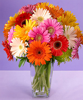 Colorful Gerbera Daisies