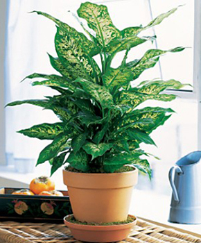 Dieffenbachia