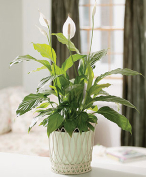 Spathiphyllum Plant