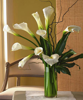 White Callas